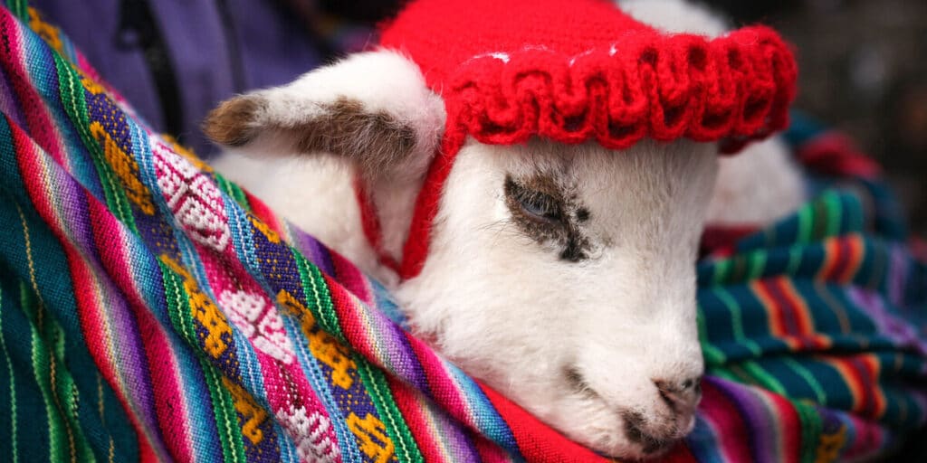 Llamas en Cusco y Machu Picchu