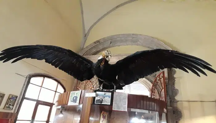 Museo Historia Natural de Cusco