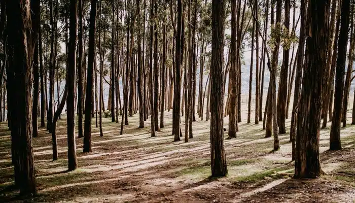 Bosque de eucalipto en CUSCO